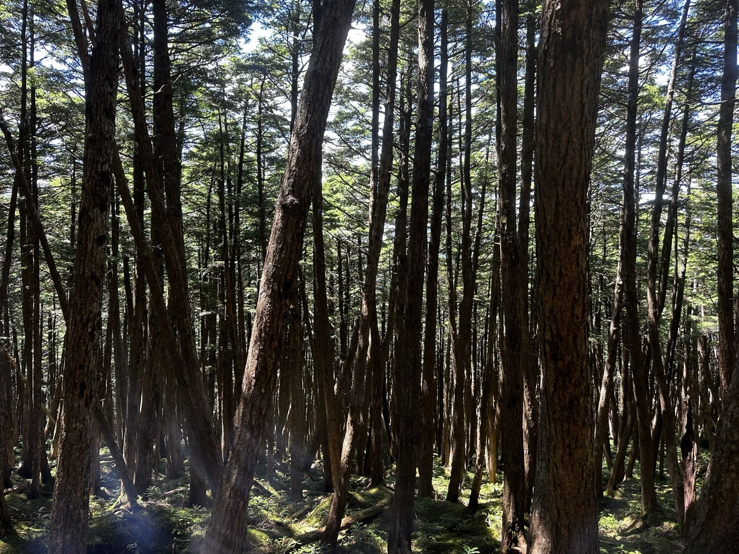 苔むした北八ヶ岳の原生林